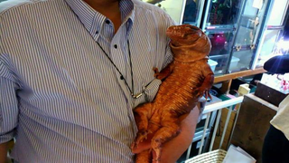 Illustration for article titled A Look Inside Japan's Reptile Cafes